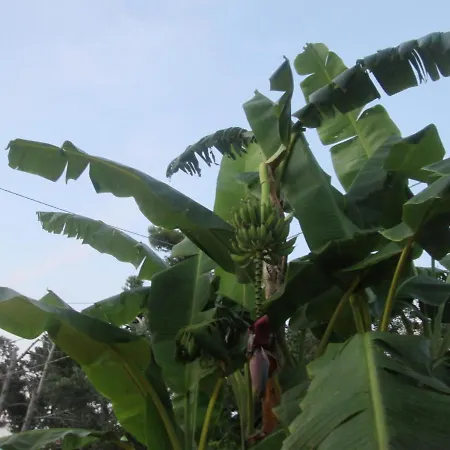 Appartement Cortese *