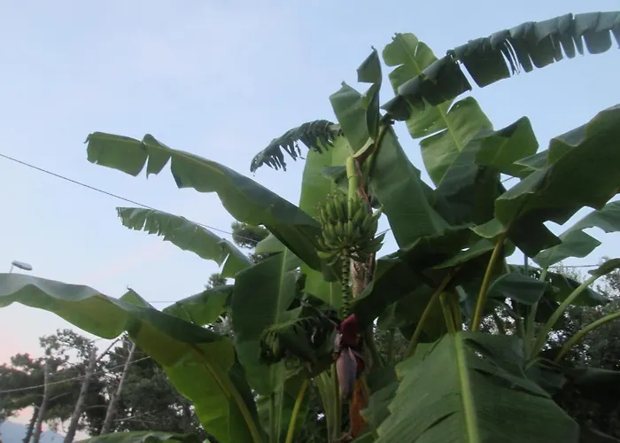 Апартаменты Cortese *